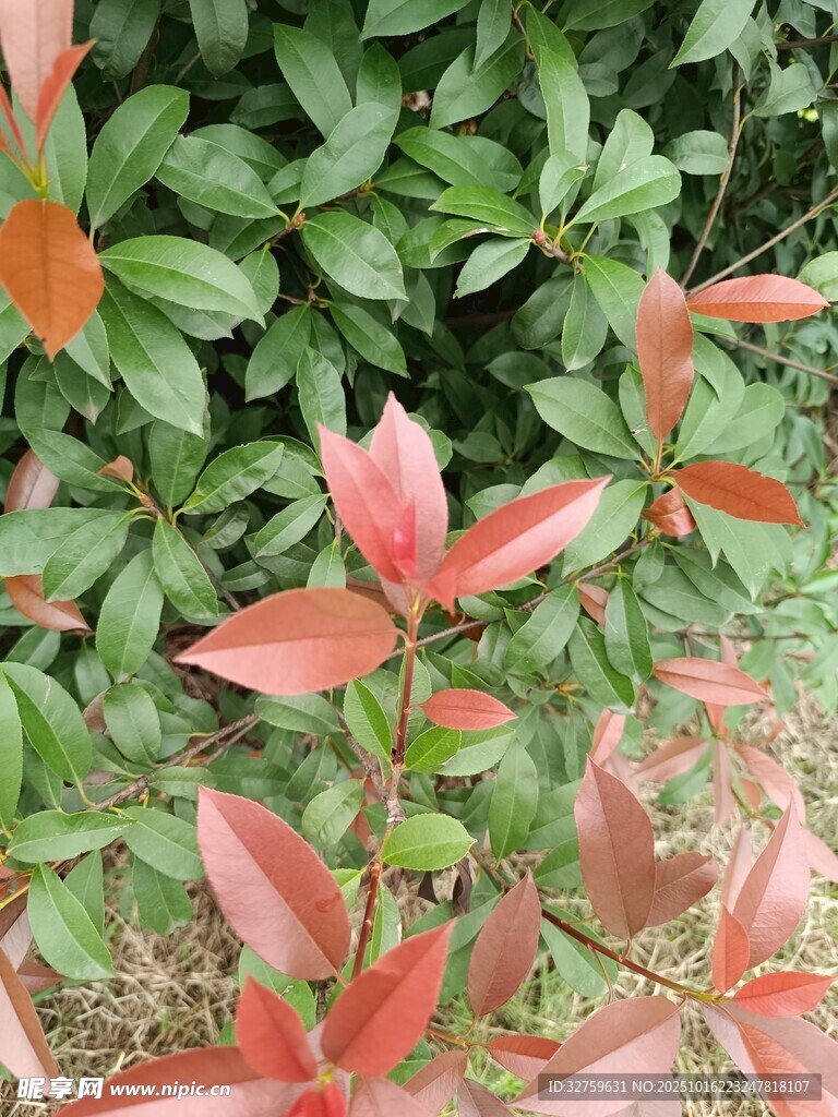 红叶绿植相映成趣
