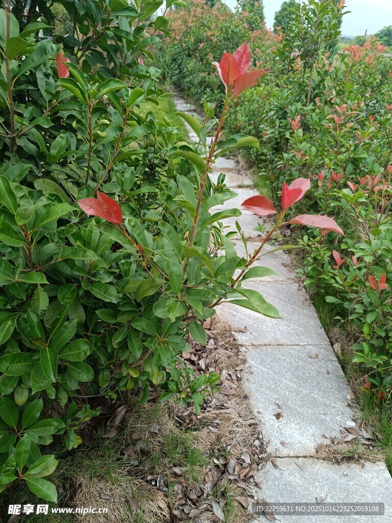 小径旁绿植红花景致