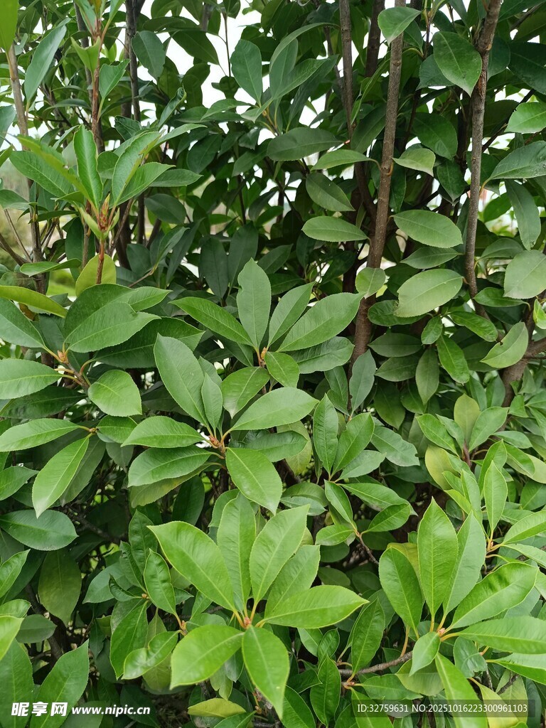 茂密绿叶植物景观