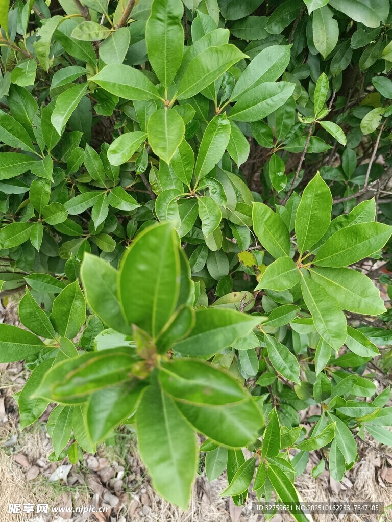 绿叶植物特写