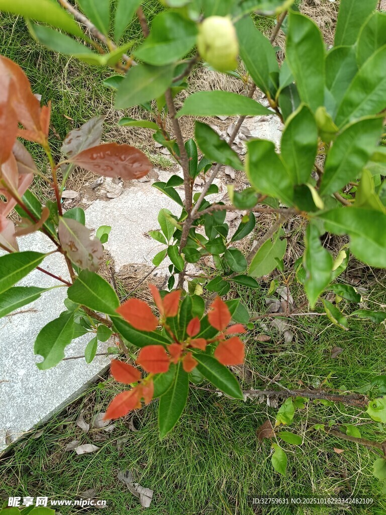 绿叶间绽放的鲜艳花朵