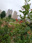城市中绿意盎然的植物景观