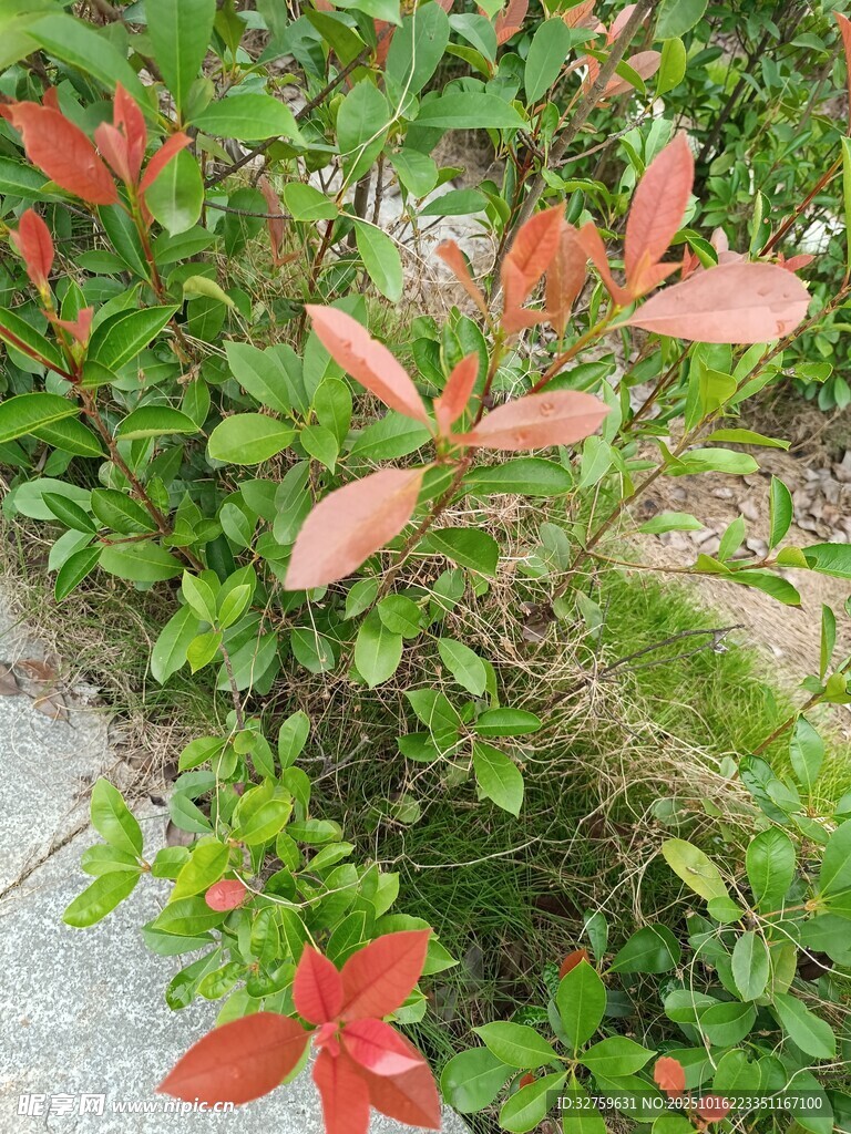 红叶绿植的自然景致