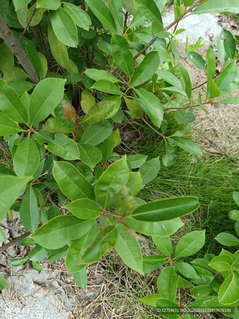 翠绿植物特写
