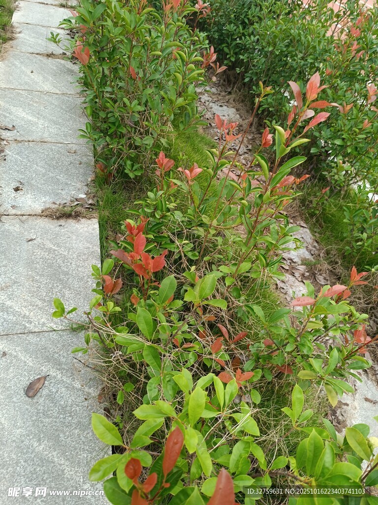 田间绿植景观