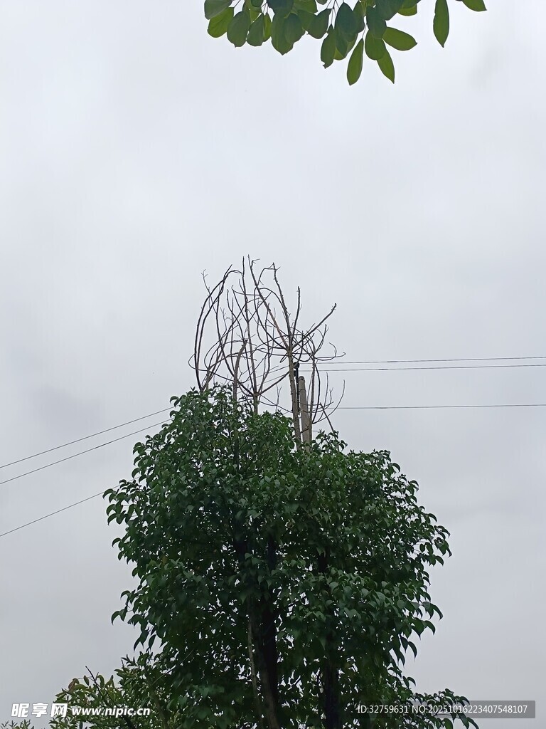 枯树与绿树相映成景