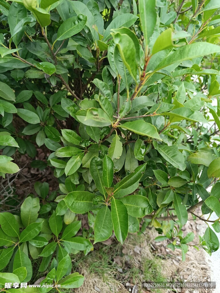 绿叶繁茂的灌木丛