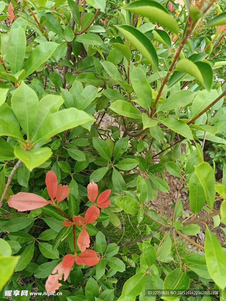 绿叶间的红色嫩叶