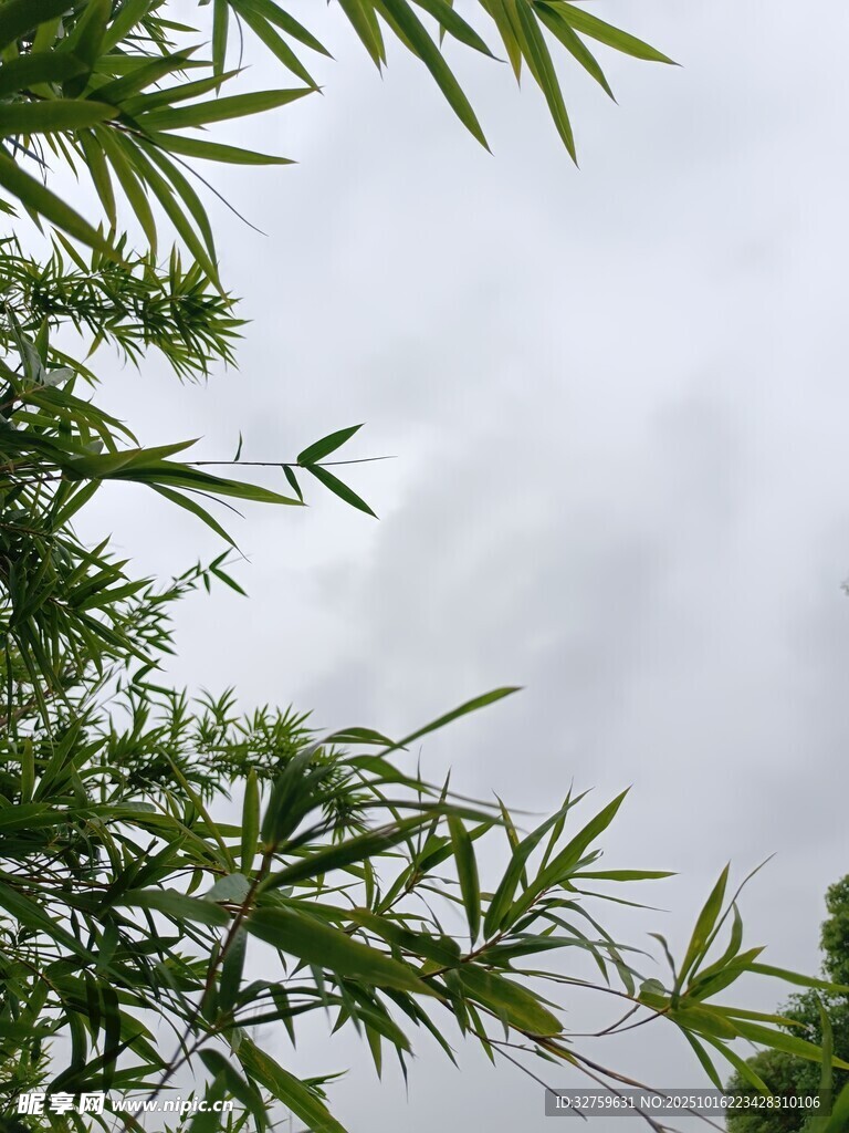 竹叶映天景