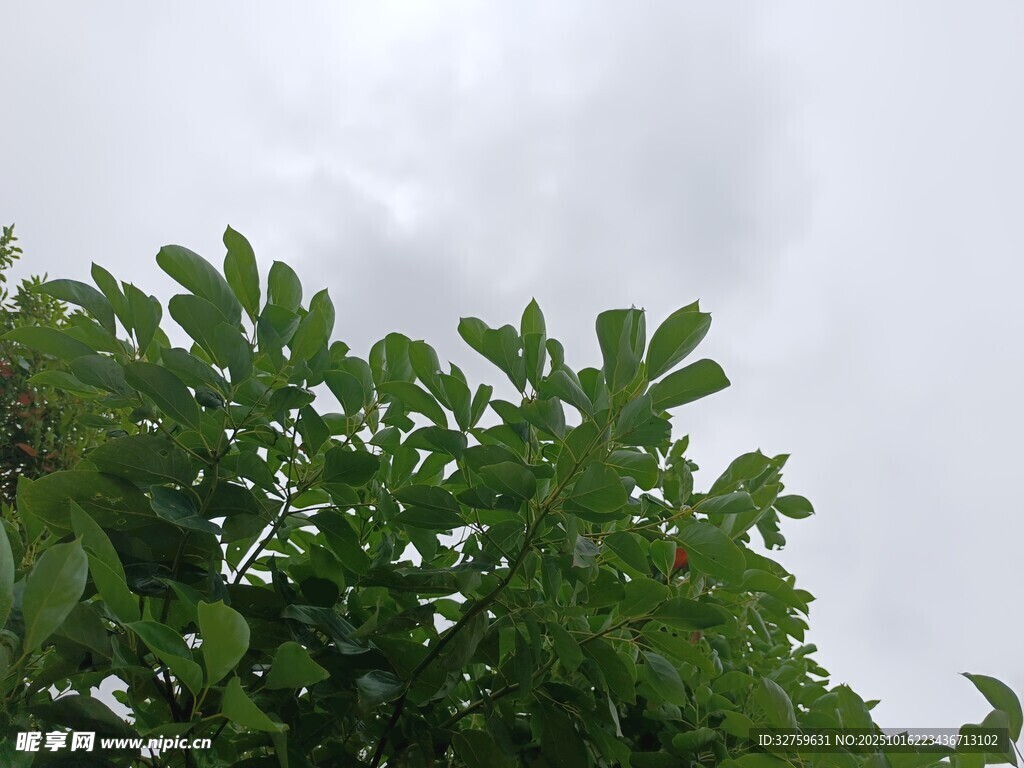 绿叶衬灰白天空