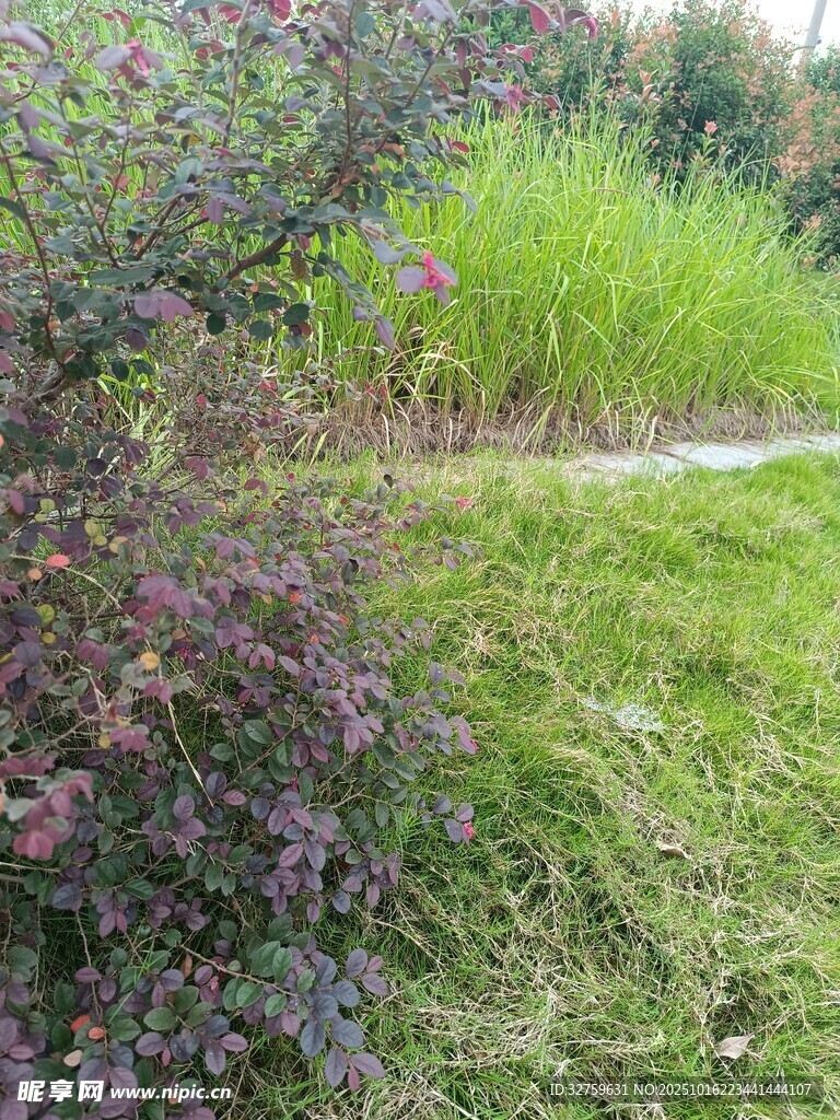 户外繁茂绿植景观
