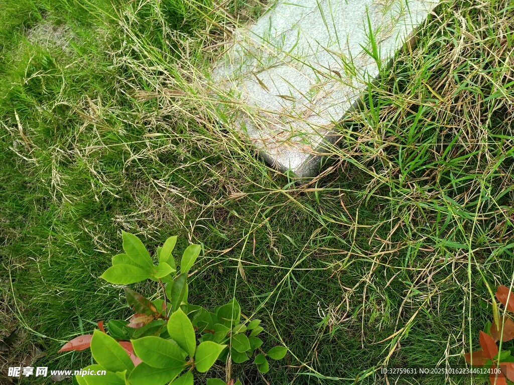 藤蔓缠绕绿植间的景象