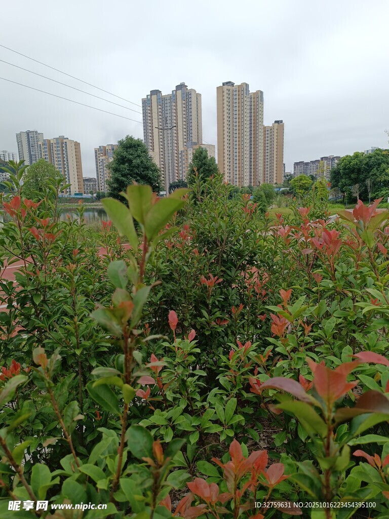 城市边的绿植景观