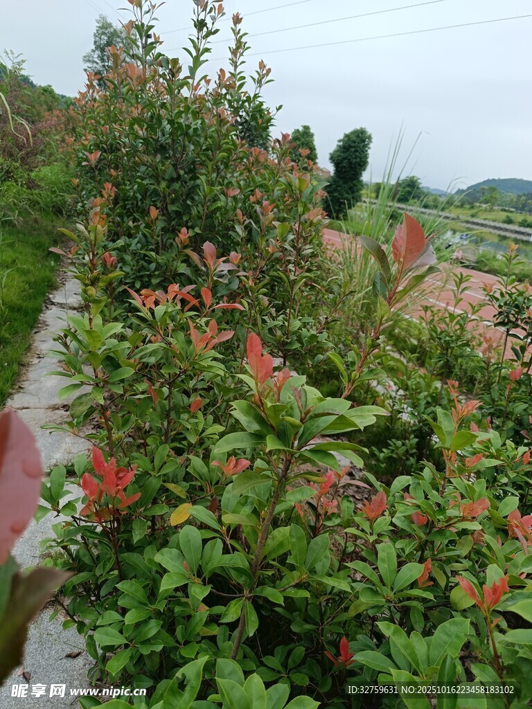 路边多彩花卉景观