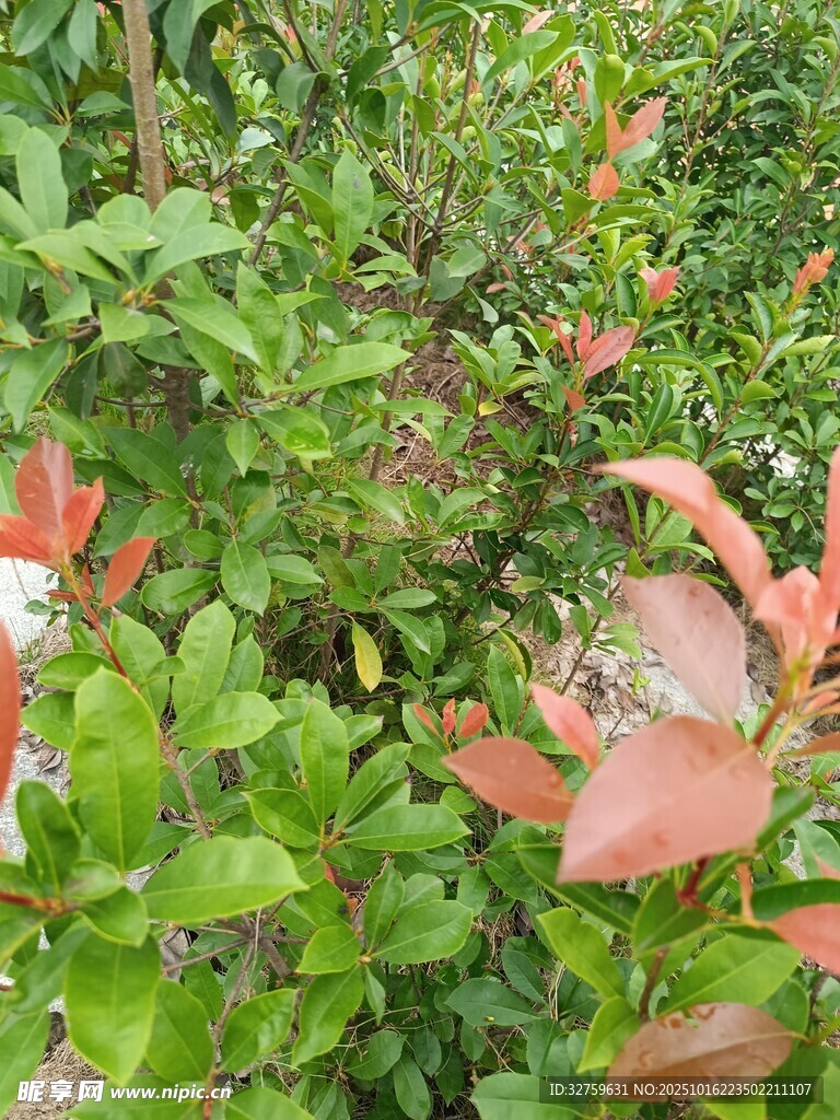 红叶绿叶交织的植物景观