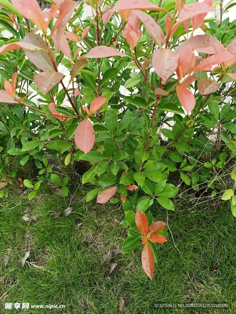 红叶绿植生机盎然
