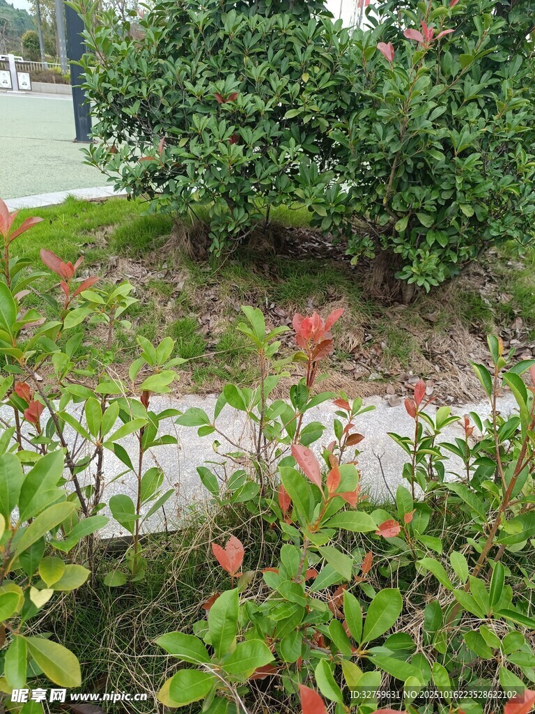 花园中的多彩绿植景观
