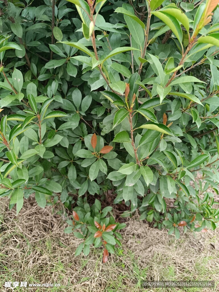 绿叶繁茂的灌木丛