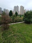 城市绿地中的自然景致