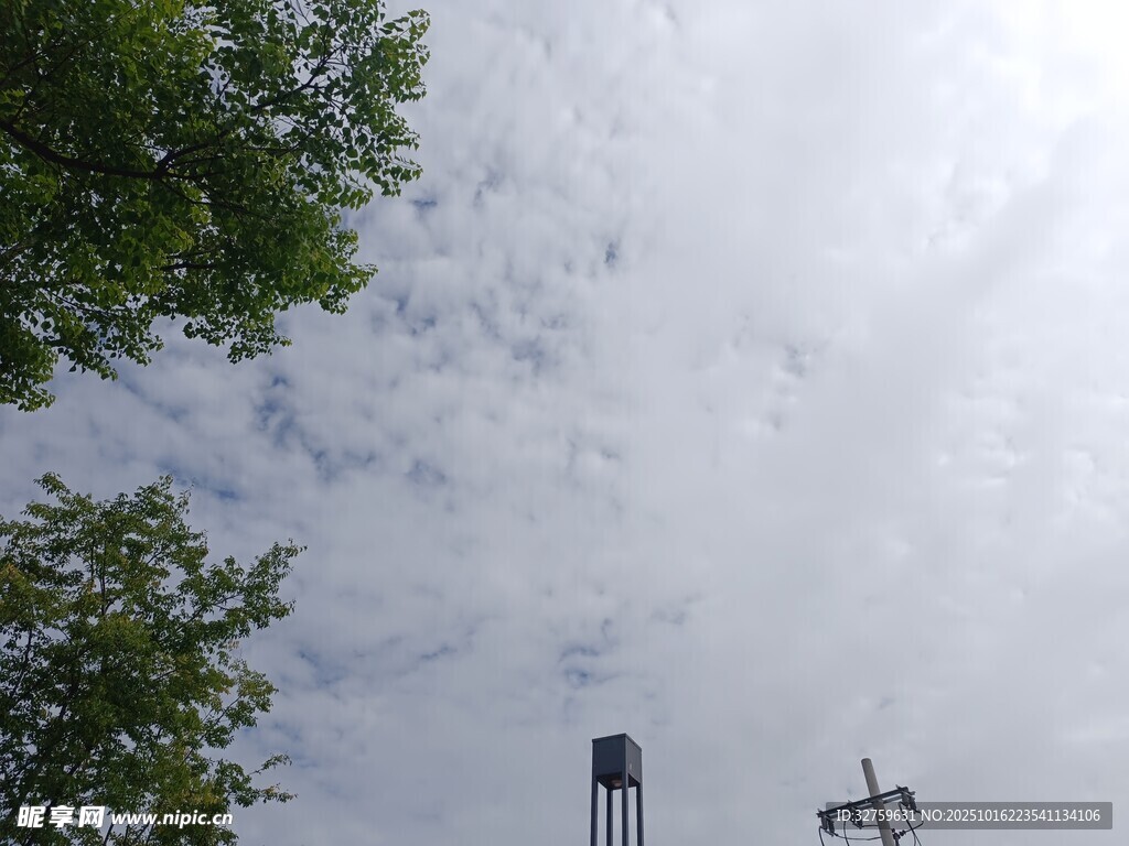 仰视天空中的树木与电杆