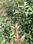 红绿叶植物特写