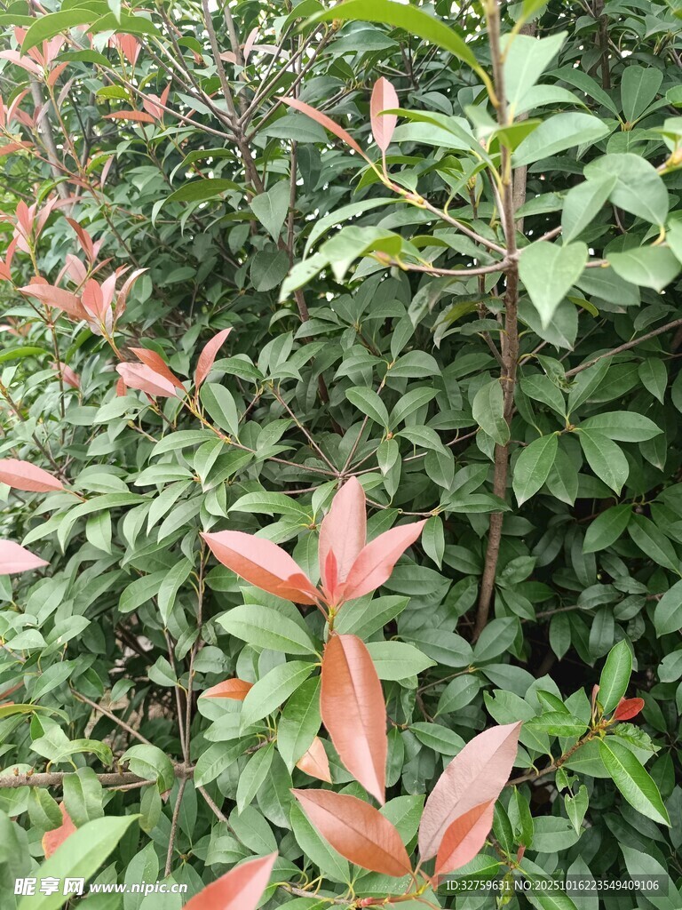 红绿叶植物特写
