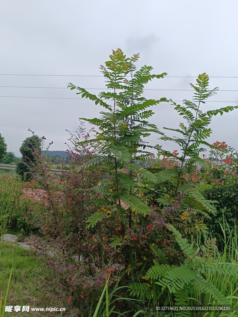 野外绿植景观