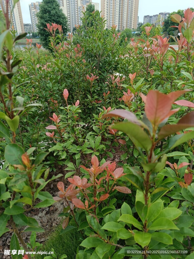 多彩花卉绿植景观