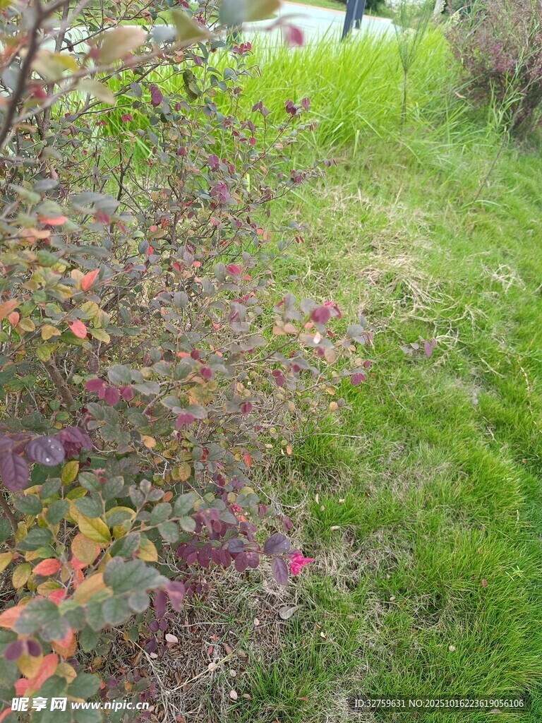 路边繁茂花草与翠绿草地