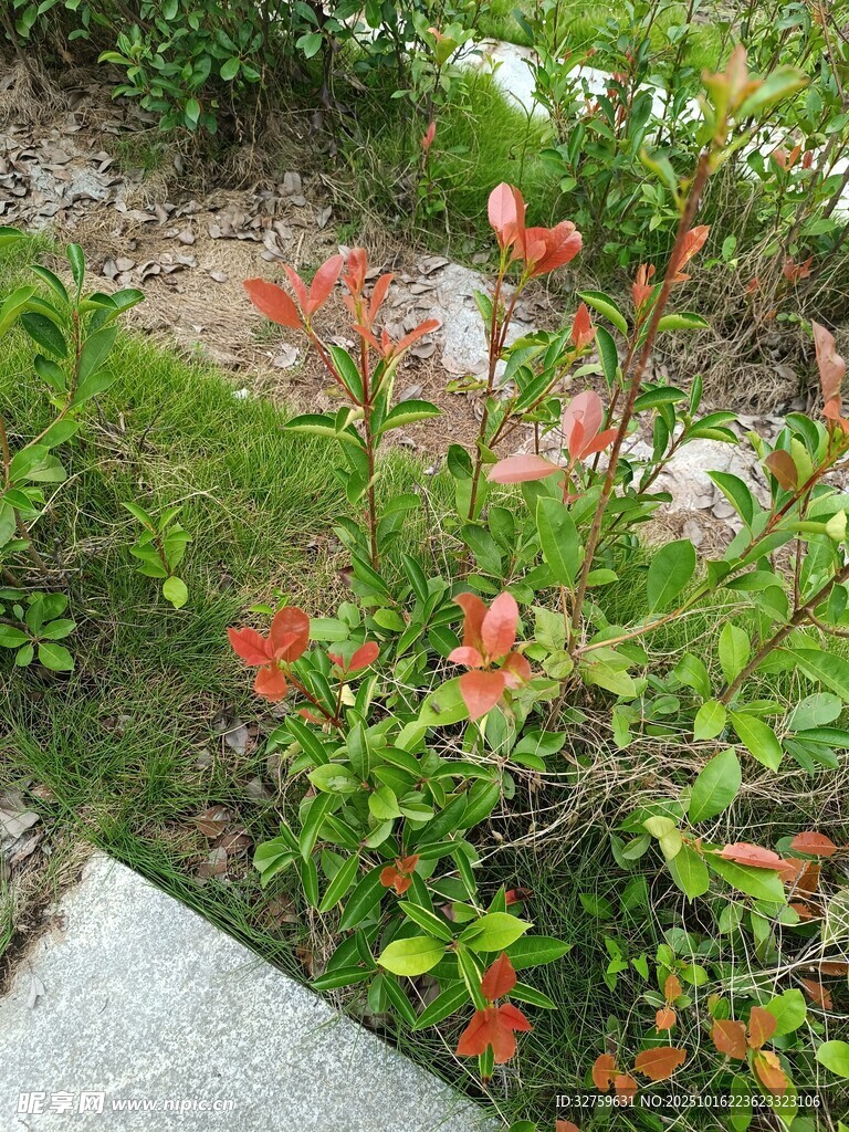 路边绽放的艳丽花卉
