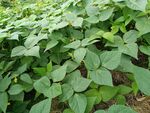 绿叶繁茂的植物景象