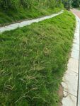 蜿蜒小路旁的翠绿草地