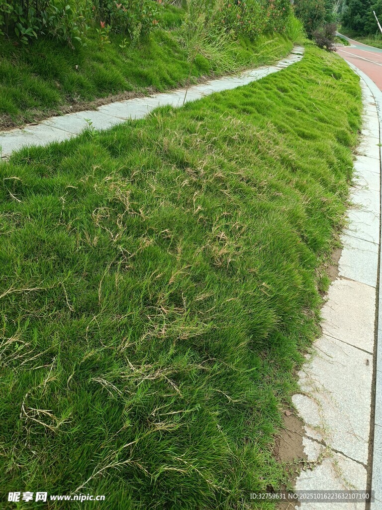 蜿蜒小路旁的翠绿草地