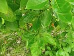 翠绿繁茂的树叶景象