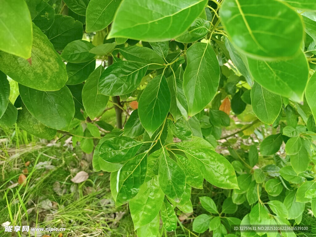 翠绿繁茂的树叶景象