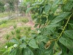 绿叶白花的繁茂植物景观