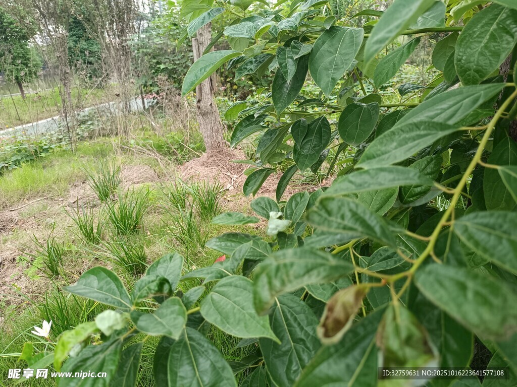 绿叶白花的繁茂植物景观