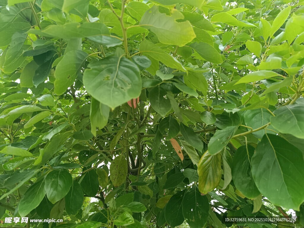 繁茂绿植展现自然生机