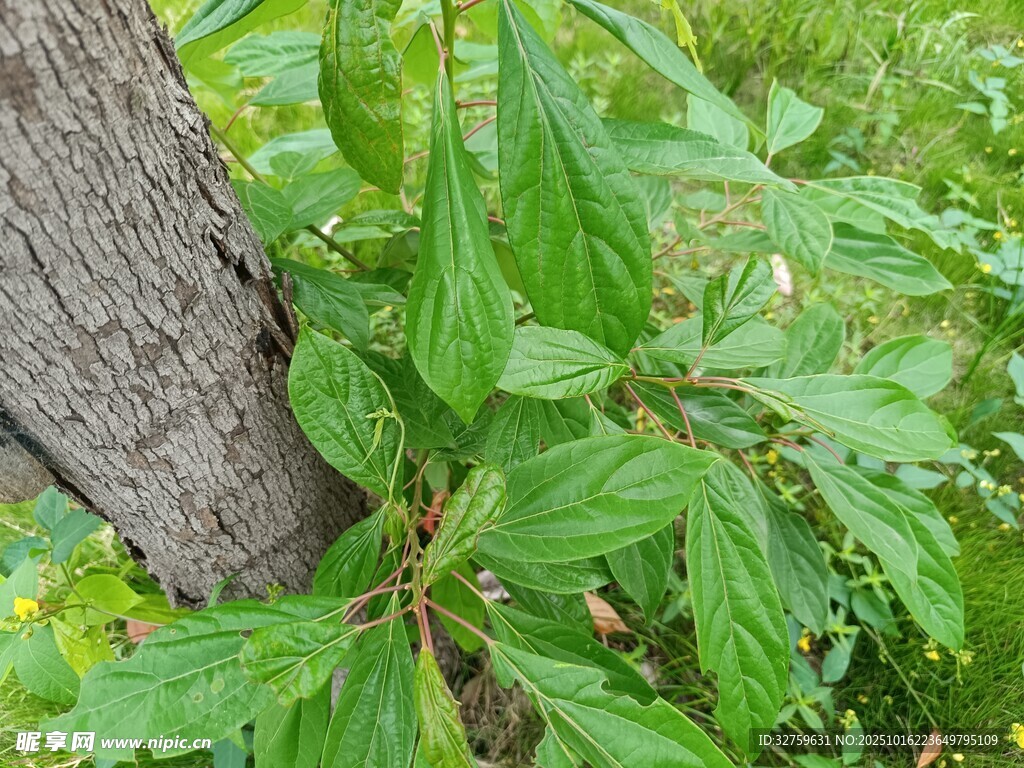 树干旁的翠绿植物