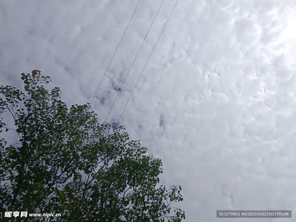 天空下的绿树