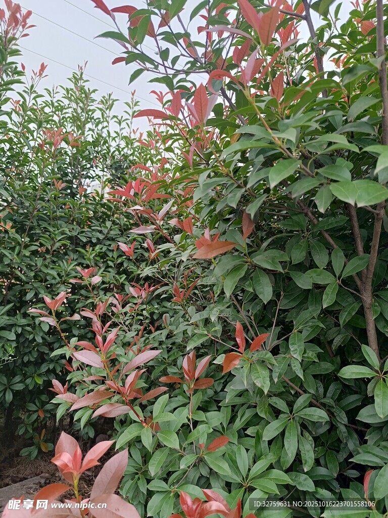 红叶灌木景观