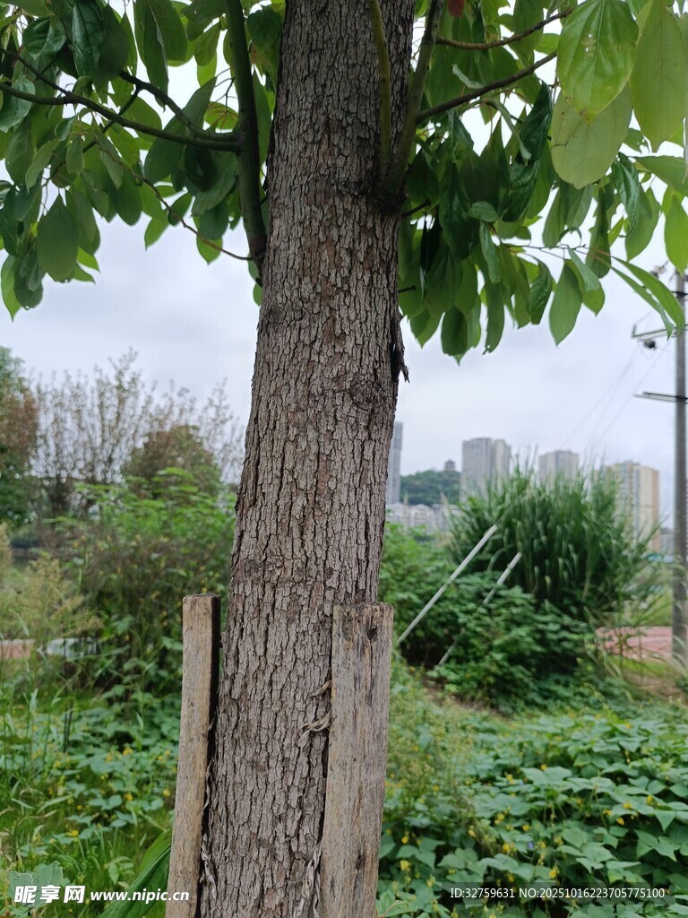 树下绿意盎然的自然景致