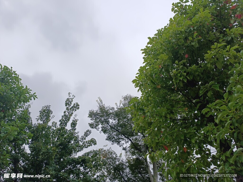 绿树映灰天的自然景致
