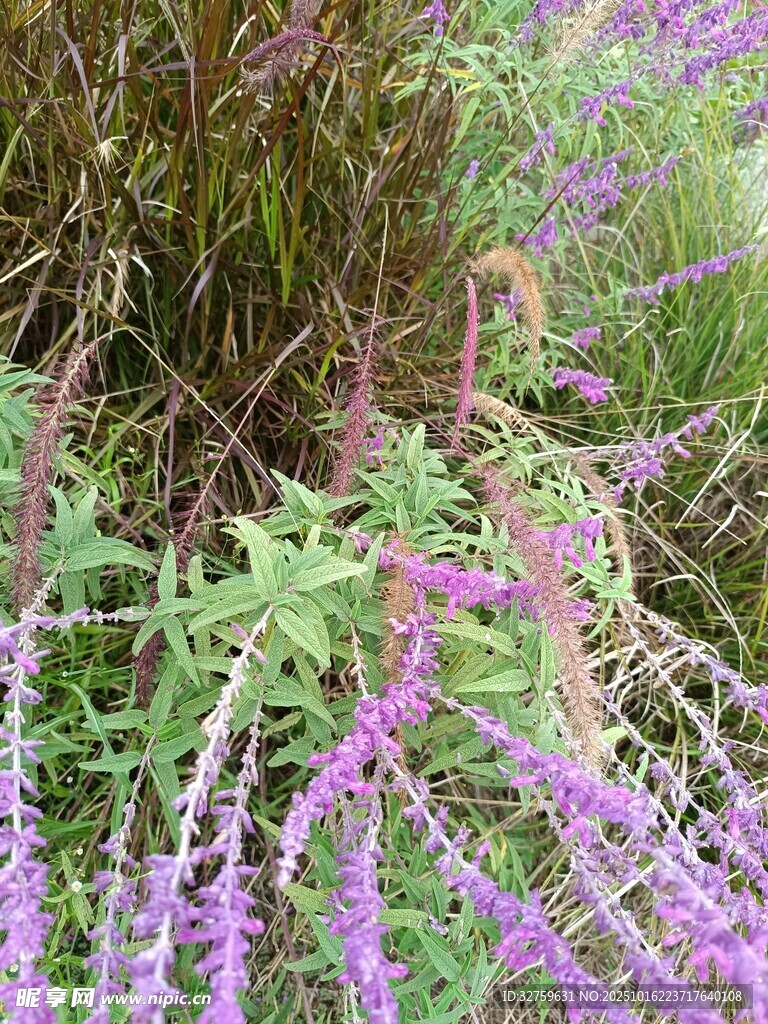 紫色烂漫花草景观