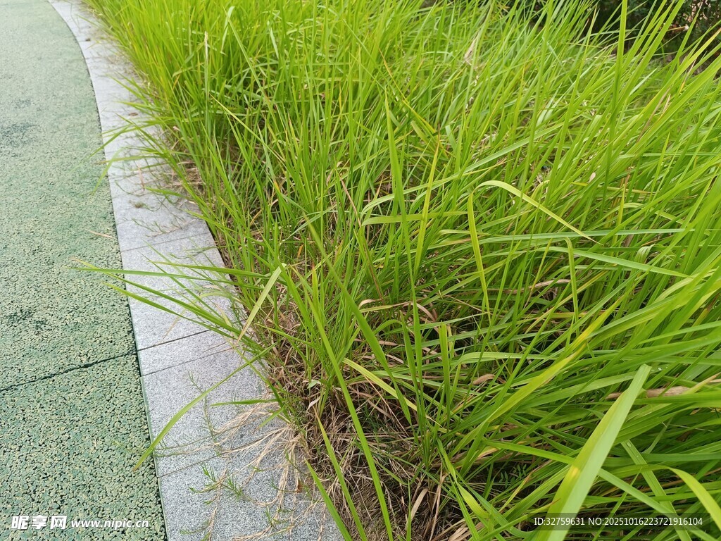 路边嫩绿青草生机勃勃