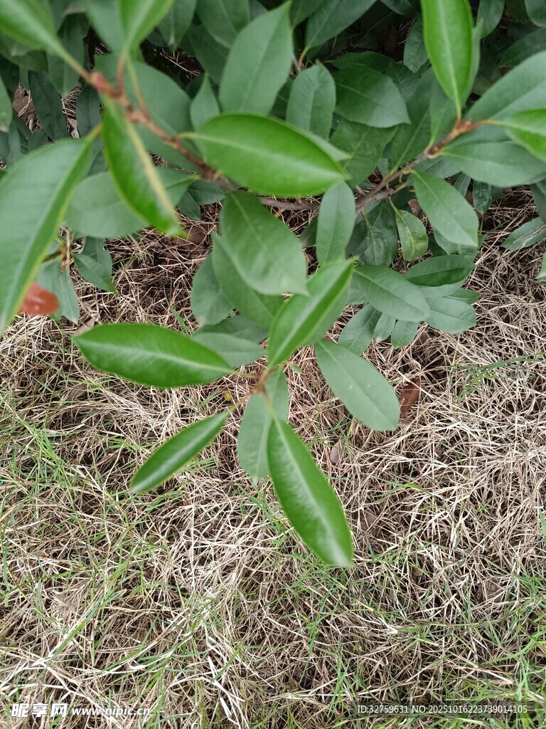 翠绿叶片生长于草地间