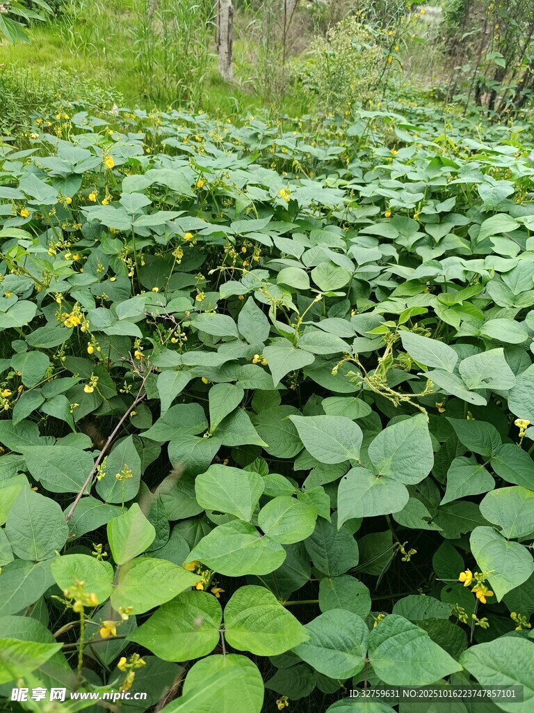 茂密绿叶植物景观