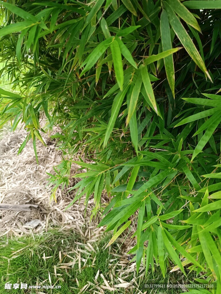 翠绿竹叶