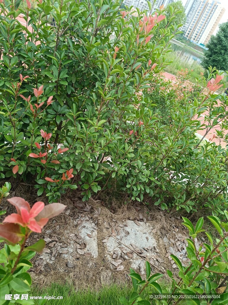 绿植间的石块景观