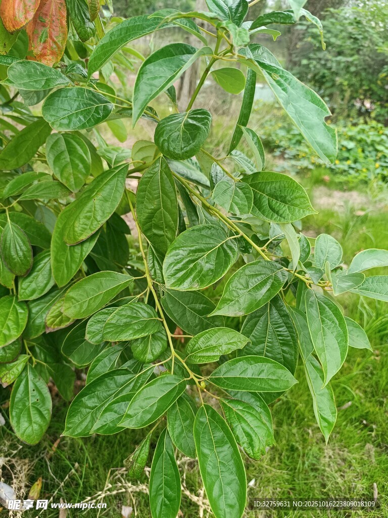 绿叶繁茂的植物